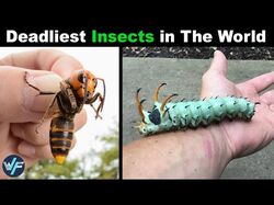 10 Deadliest Insects in The World