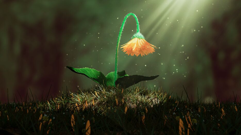 Flower .jpg