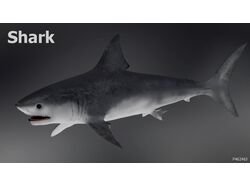 Акула | 3d модель