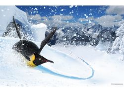 Пингвин-серфинг