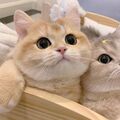Danya_custom