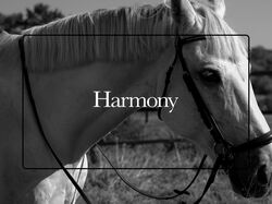 Premium Equestrian Club - Website Design