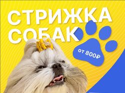 Плакат "Стрижка собак" А4