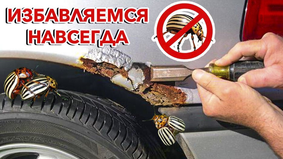 жуки на машине.jpg