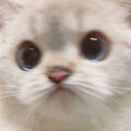 Fovi