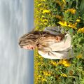 Darina0101