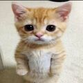 cutecimo