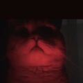 saaiwuou