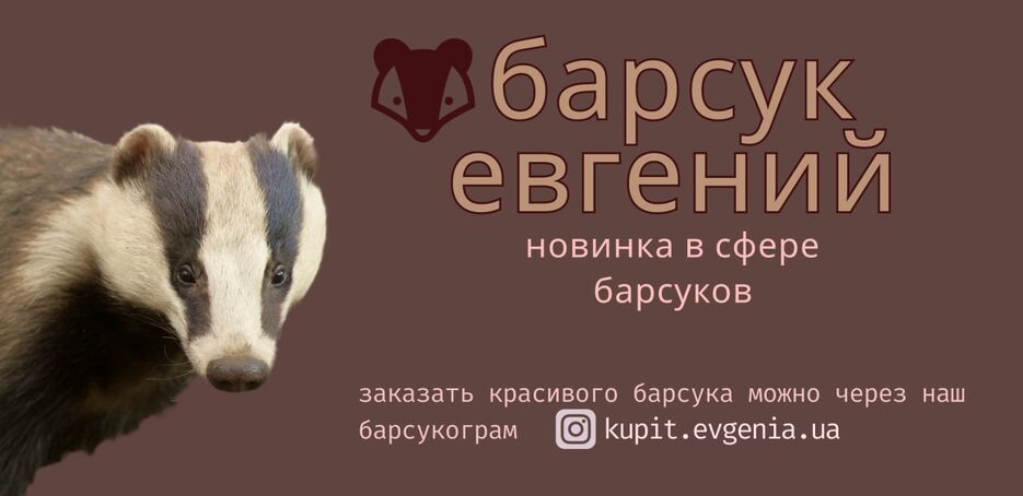 банер барсука.jpg