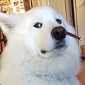 razzbitb