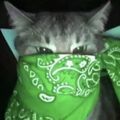 merrow_55