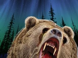Медведь патриот 2