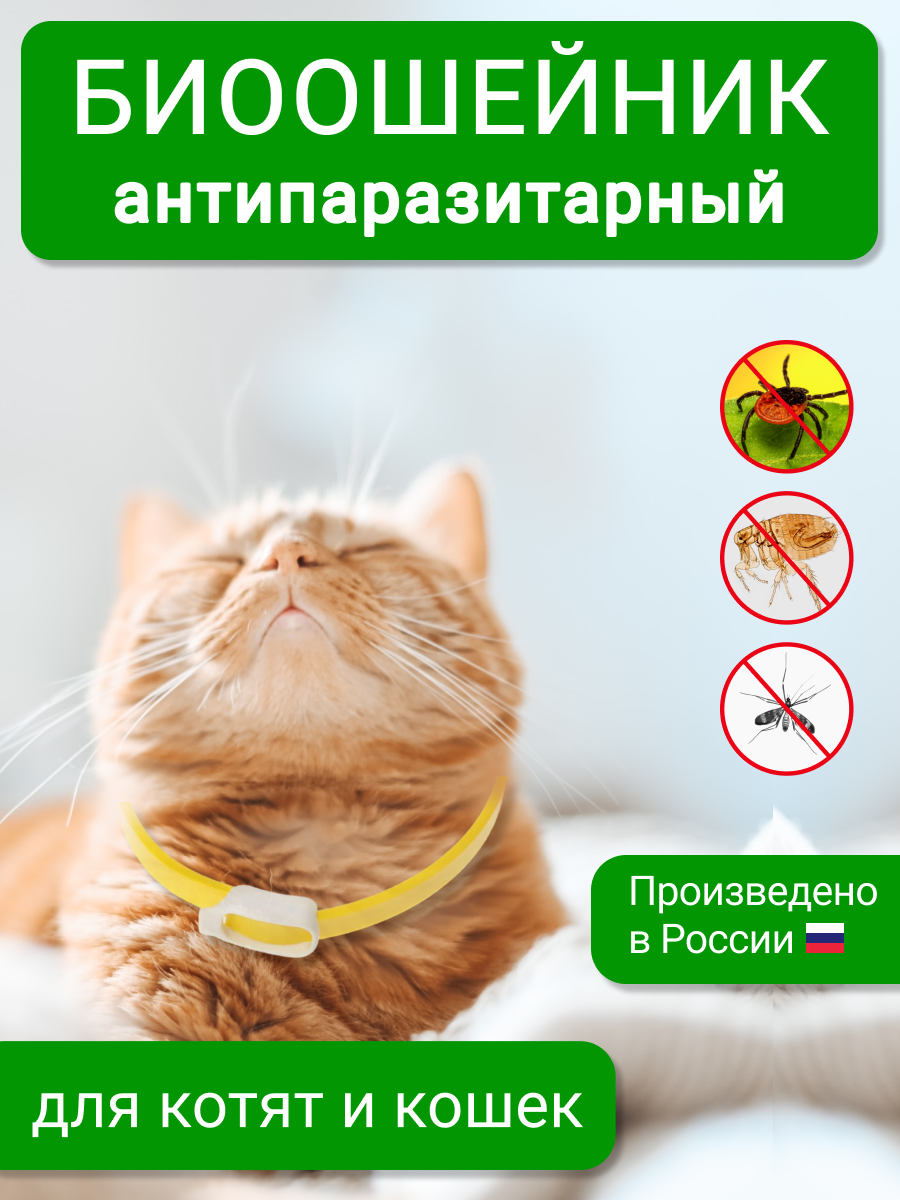 ГЛАВНАЯ КАРТОЧКА.png