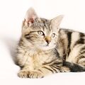 catcat90