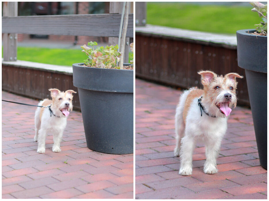 dog.jpg