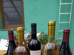 Дизайн етикетки вина для словацького вина домашнього виробництва.