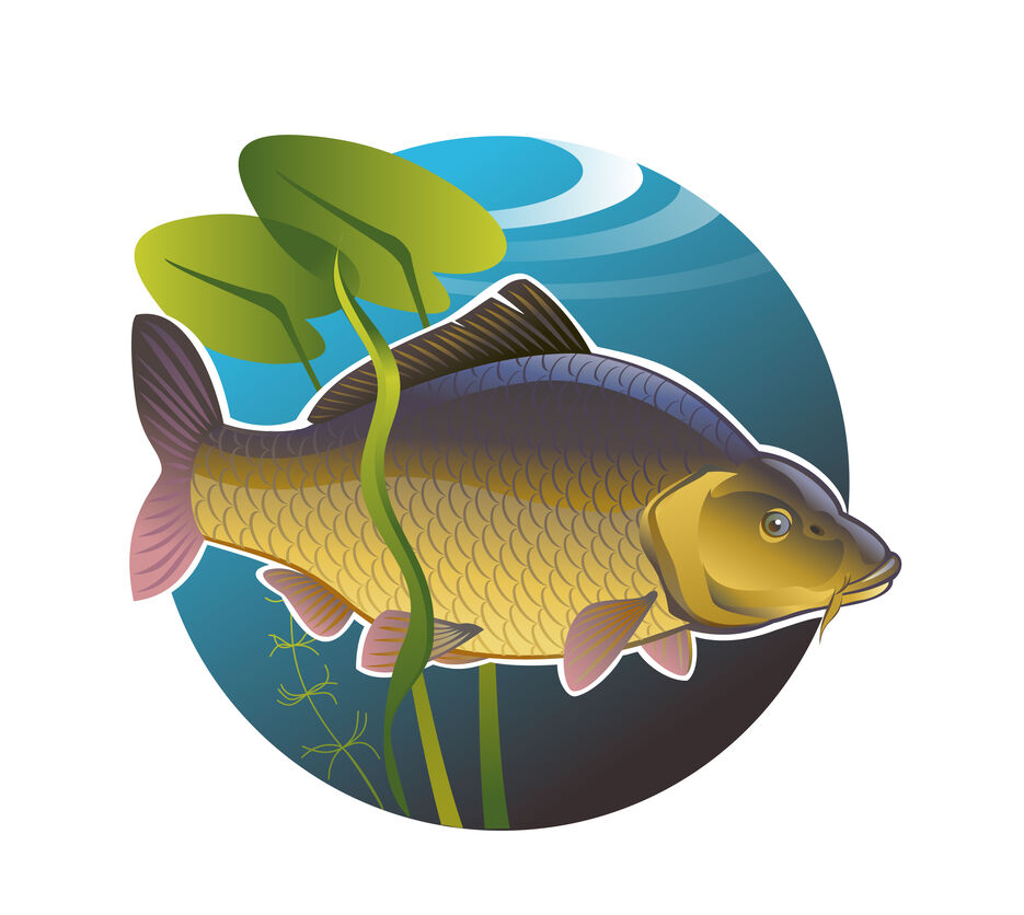 Karp5.jpg