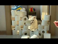 My Dog Tries the Toilet Paper Wall Challenge