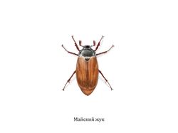 Майский жук