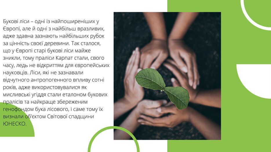 Букові праліси Карпат. ЮНЕСКО-5.png