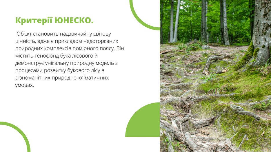 Букові праліси Карпат. ЮНЕСКО-3.png