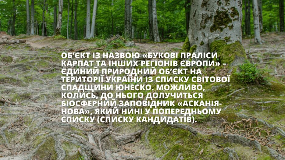 Букові праліси Карпат. ЮНЕСКО-9.png