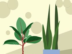 Иллюстрации растений 