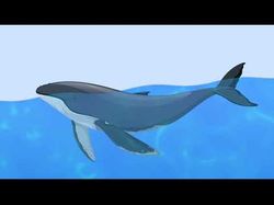 Animation of a floating whale and water