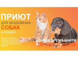 Дизайн сайта на Тильде