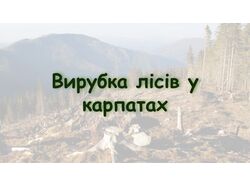 Вирубка лісів у карпатах