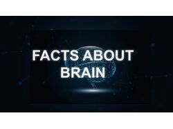 Facts About Brain