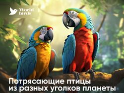 Баннер