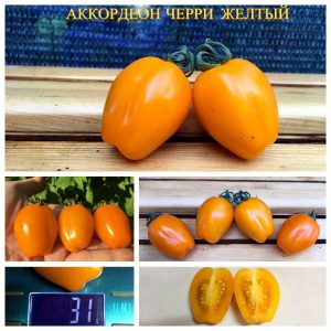 АККОРДЕОН-черри-желтый-300x300.jpg