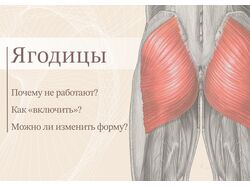 Презентация. Анатомия. "Ягодицы.  Почему не работают? Как включить?...