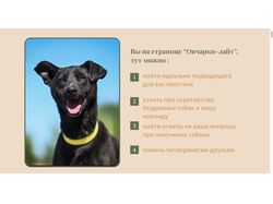 Сайт для собак в приюте с нуля