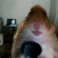 Amor4ik