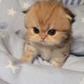 lolittamorri