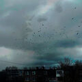tempestfield