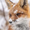 volkova_567