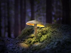 Светящийся гриб