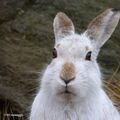 Vadim_1307