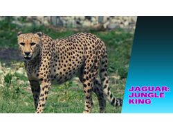 Jaguar : Jungle King