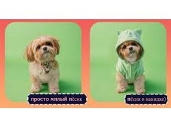 дай пять пёс