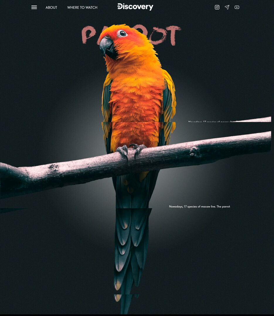 Parrotweb.png