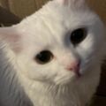 Honie