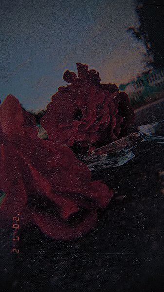 IMG_8918.jpeg