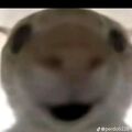 Teksrsjsh