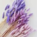 Asma_5