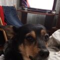 Leo-leva197819qw