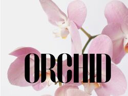 Дизайн логотипу "ORCHID"